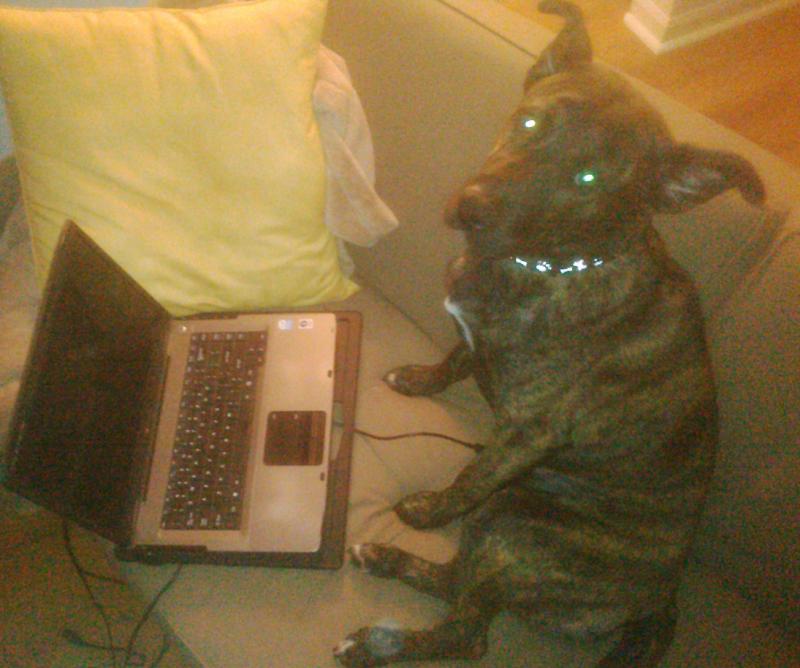 Caught Pi on the computer looking for females!