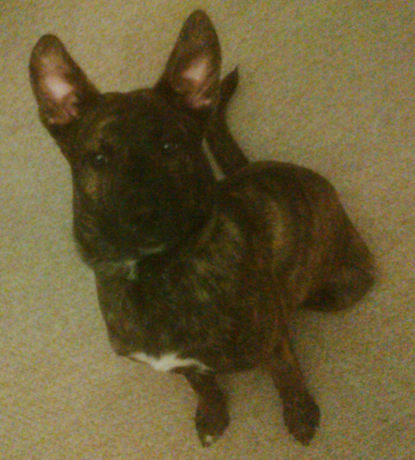 Ears up and white chin