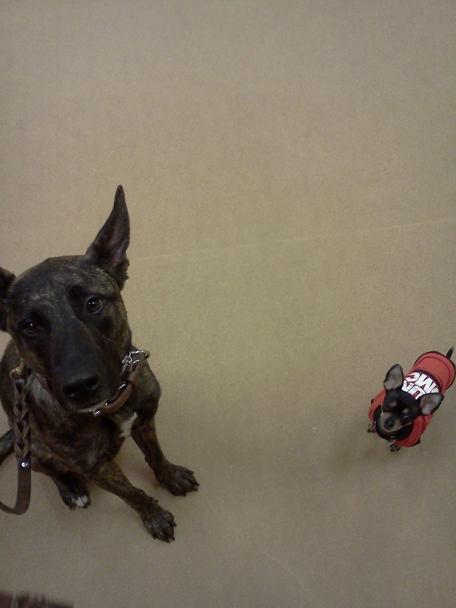 His new Chihuahua friend, Rio