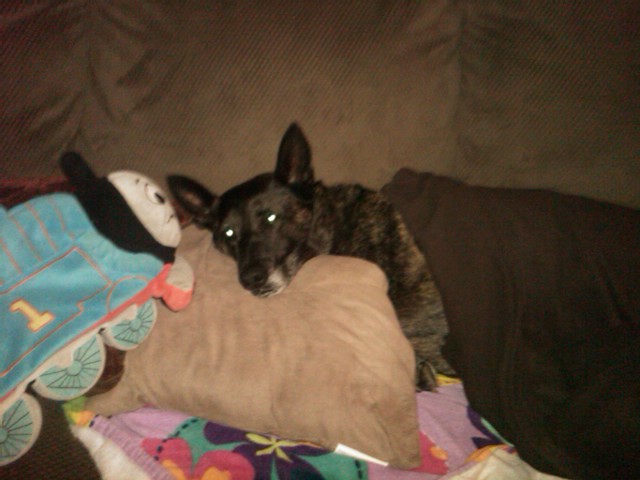 Thalie being spoiled by my daugher