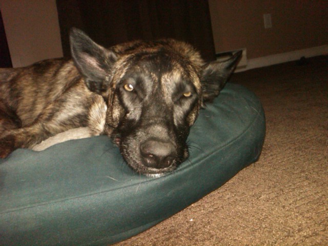 Sleepy Sadie