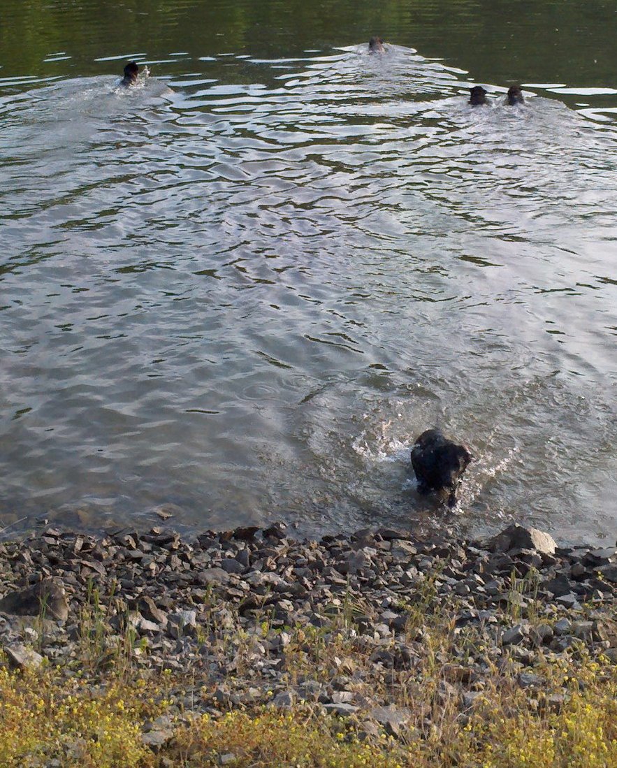 swimming.jpg
