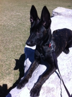 Gunner at 4 months