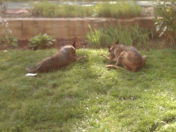 sharing a stick.jpg
