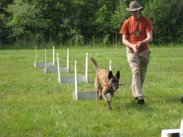 learning flyball