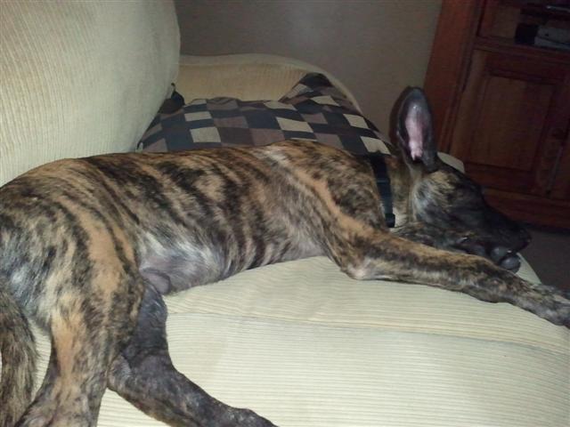 Hank 013 (Small).jpg