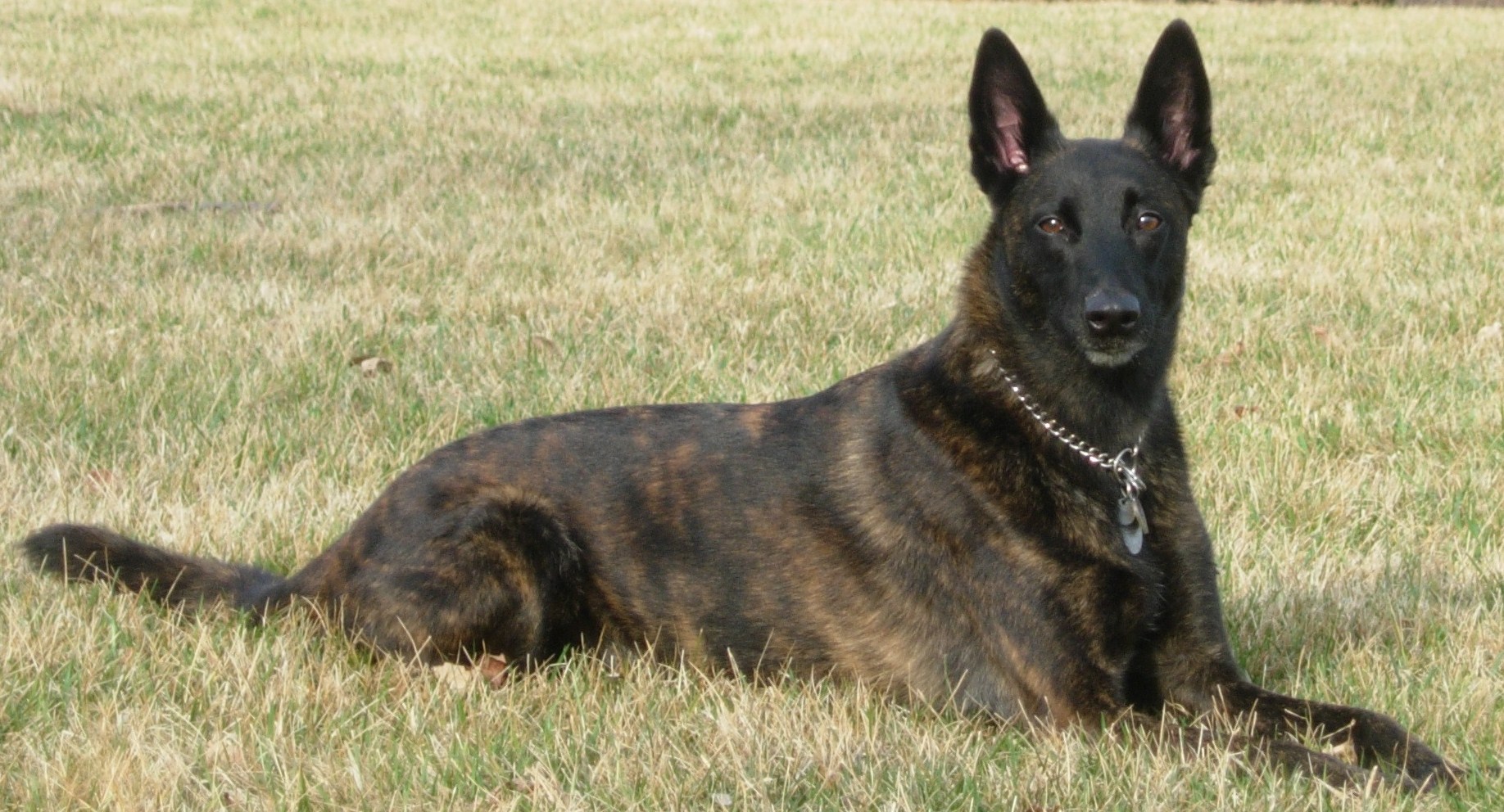 Kali