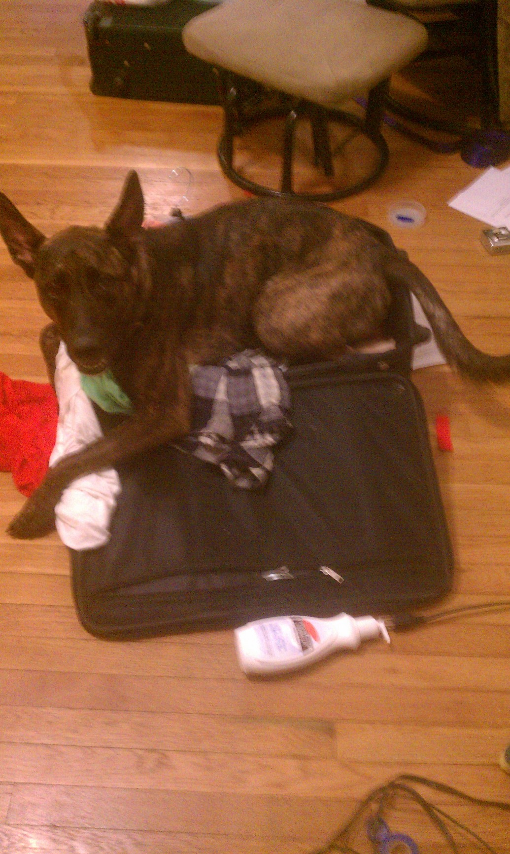 odin suitcase.jpg