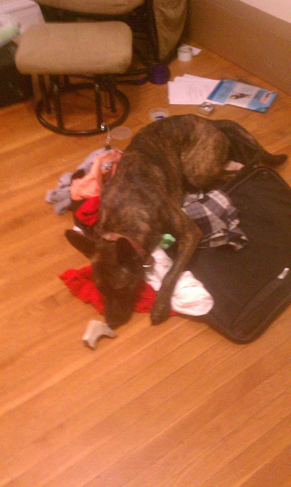 suitcase bone.jpg