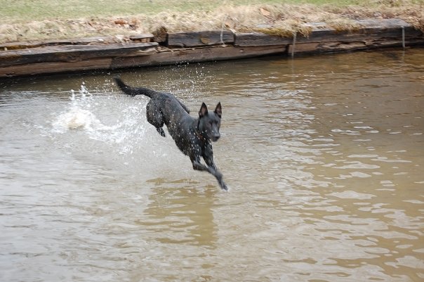 waterdog4.jpg