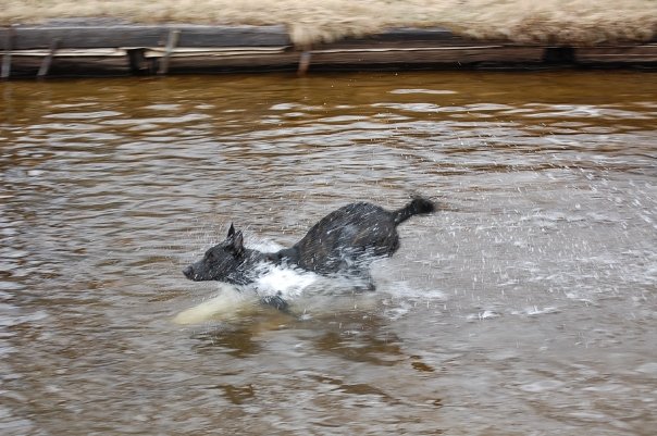waterdog7.jpg
