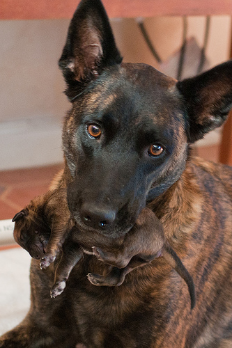 Loki pups 1.jpg