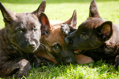 Loki pups 3.jpg