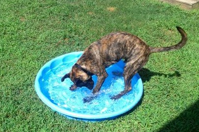 digging in the water