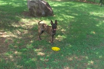 licking his chops over his Frisbee
