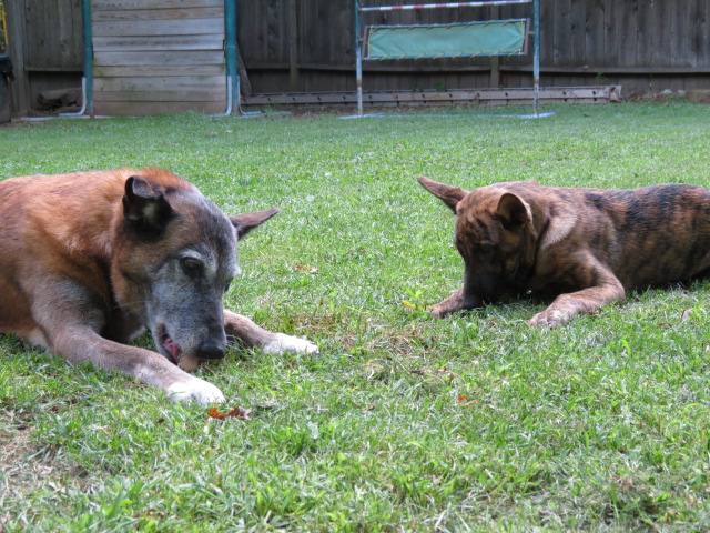 Tibet and Gemma