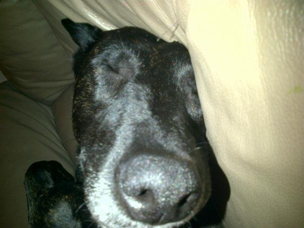 Cutness
