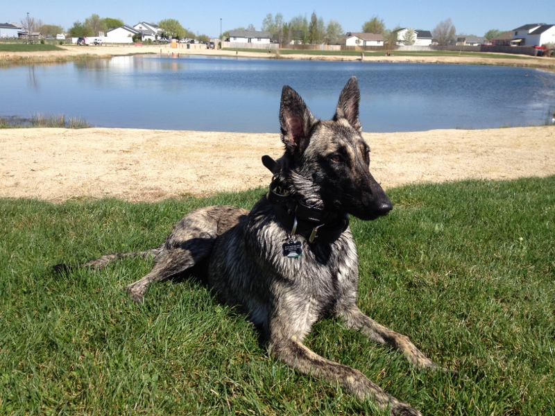 Andraste after a swim.