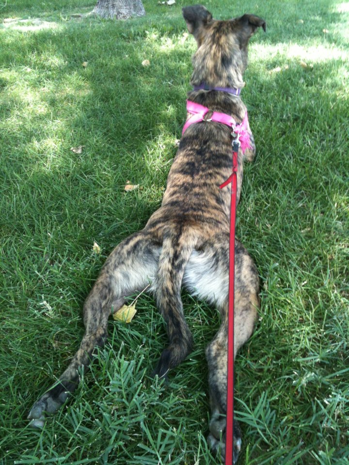 She loves to lay down in the grass.