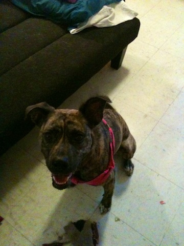 I know she's not full Dutch because her ears are floppy and her face is a little too wide.