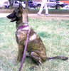 Lara.jpg (142.45 KiB) Viewed 2861 times Lara 13 month old from Caracas
