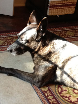 Thalie snoozing( again)  in the sun.