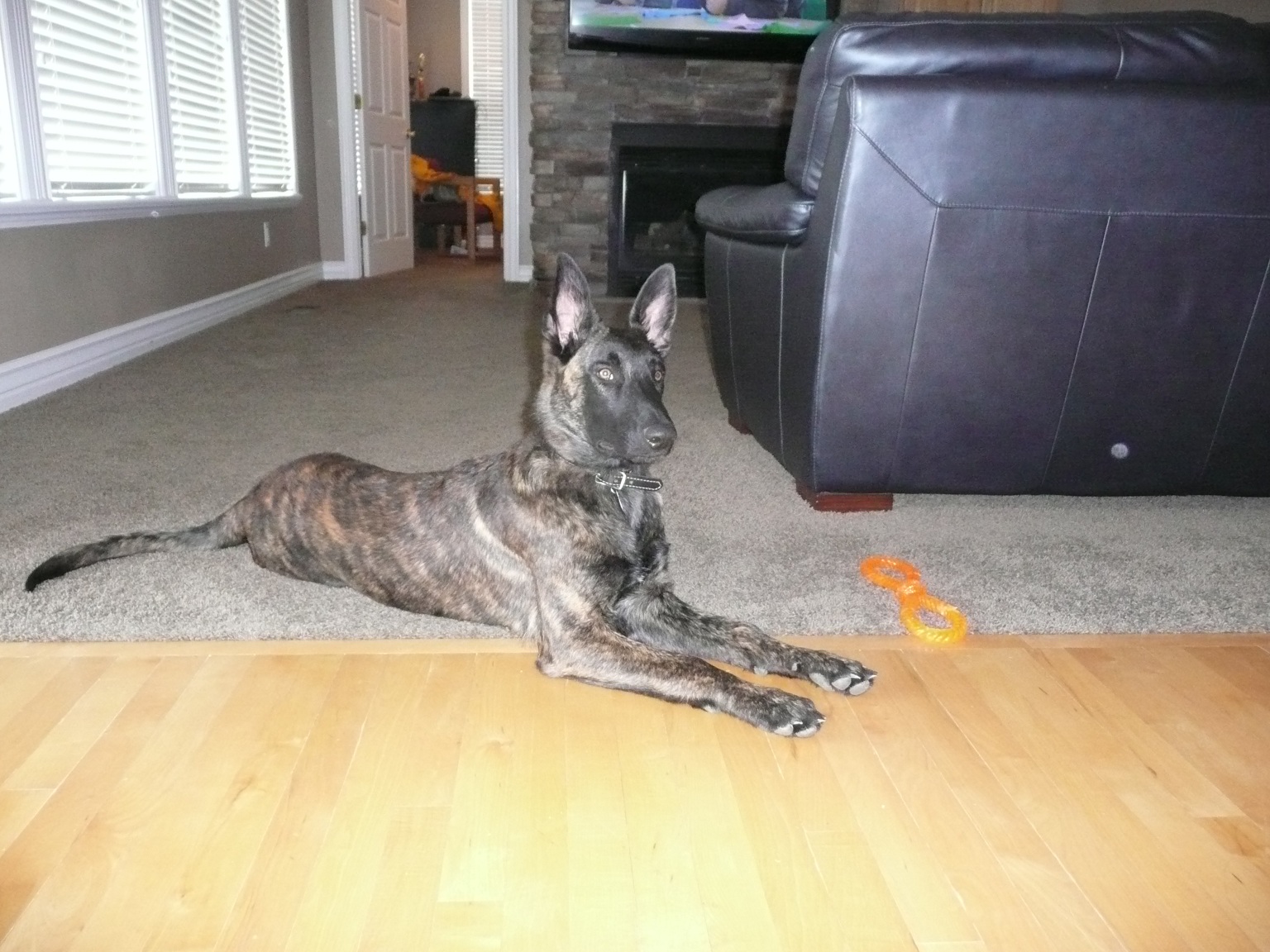 He's great at staring and not breaking eye contact when training