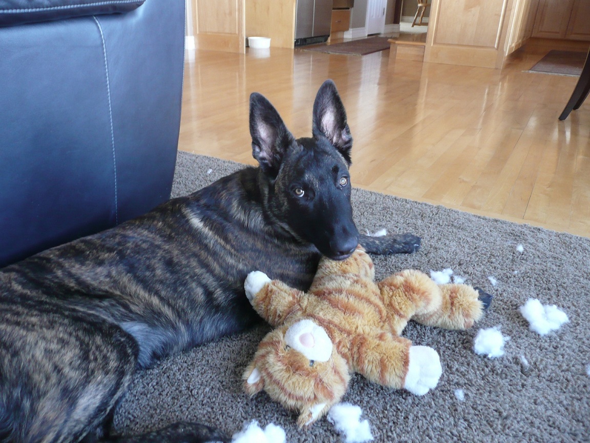 He loves new stuffed animals. First on the to do list is to remove all stuffing