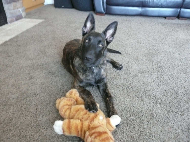 Nice new stuffed animal