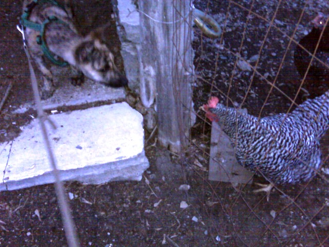 first meeting with our chickens