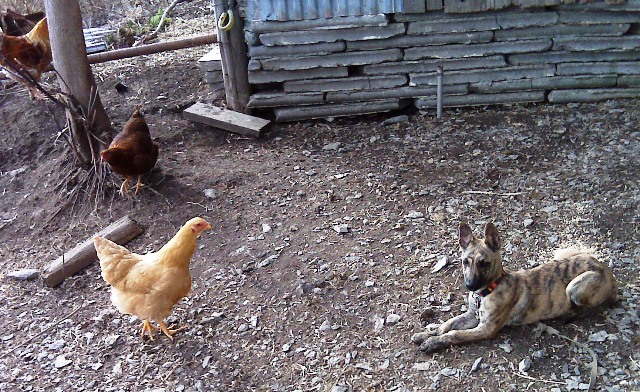 pretty relaxed with them, once he started to lunge around and act like he wanted to chase I removed him.  Then after a wait would let him in the run again, repeat.  As long as he's being calm I let him be around them.