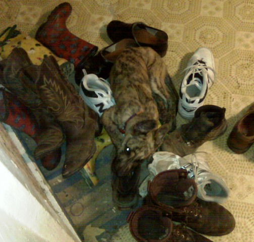 Puppy heaven! Granted, I had to remove him from the shoe pile... but took the pic first!