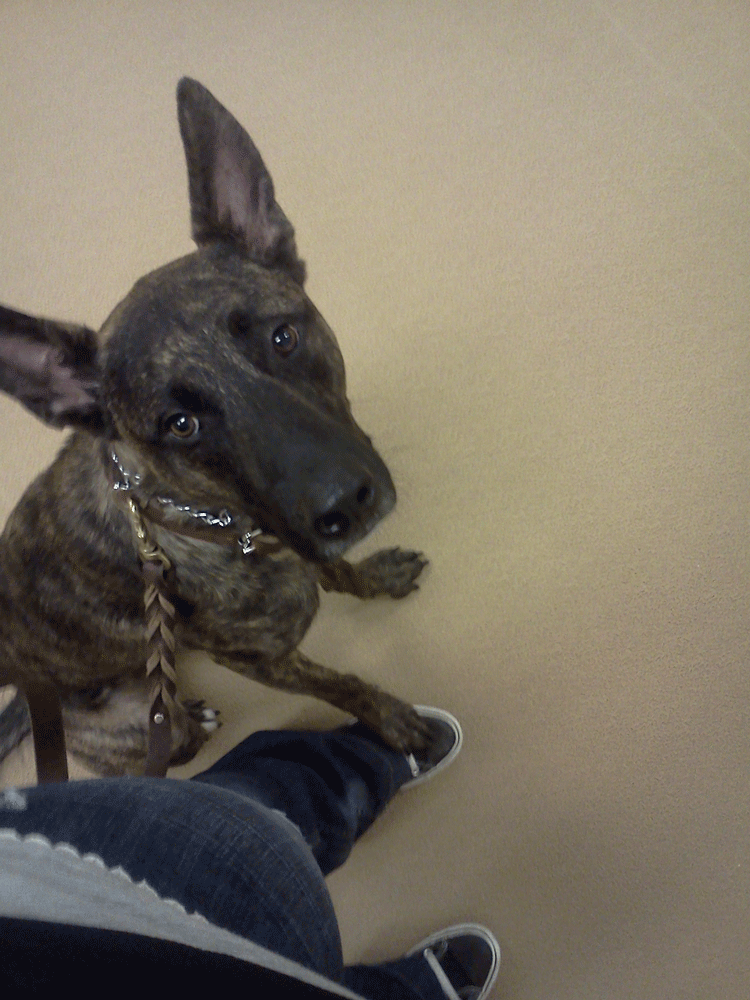 Mom, why do I have to go to obedience class? I'm not a bad dog! (this was my 2nd choice for the photo contest)