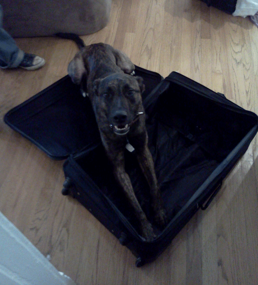 Don't forget to pack the Dutch!