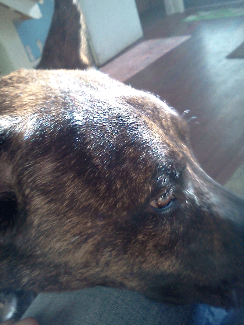 The very first day I met Odin at his foster's place, resting his head on my knee. This is the picture I sent my husband from my phone to tell him we wouldn't be getting a malinois anymore.