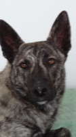 SAKIma [ aka Poncho] at just under 8 mos