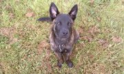both ears up now ...
