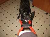 Kai playing tug.jpg