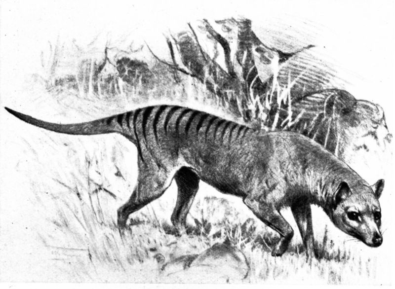 thylacine2.jpg