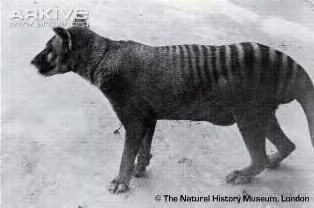 Thylacine.jpg