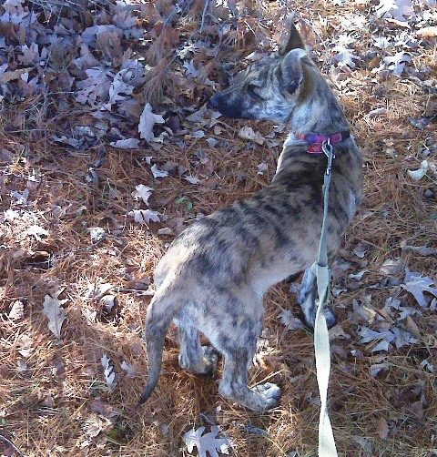 More blending in...