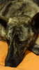 Sakima's 1st day at his new home.JPG
