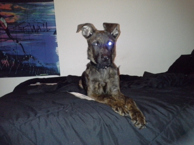 Someone's ears are perking up...