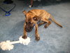 IMG_1559.JPG (63.66 KiB) Viewed 3148 times Here is my pup about a week after i got him. He was a skinny little shelter puppy. Not anymore :) I'll upload some more recent photos soon.
