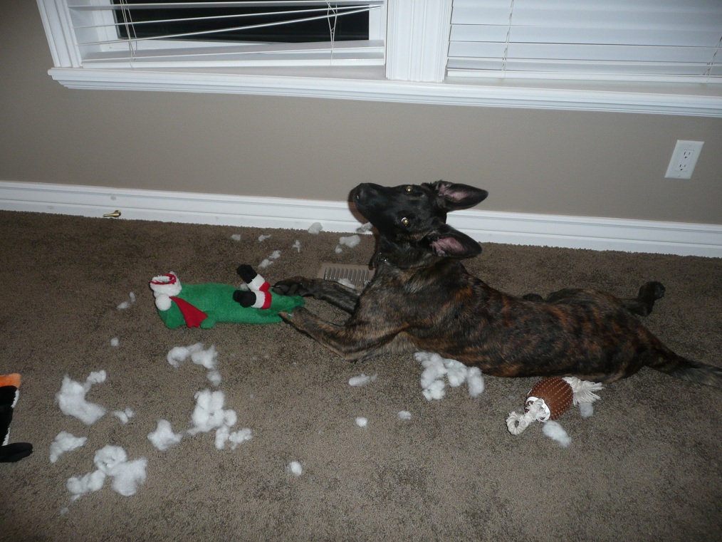 He loves to Dissect stuffed animals