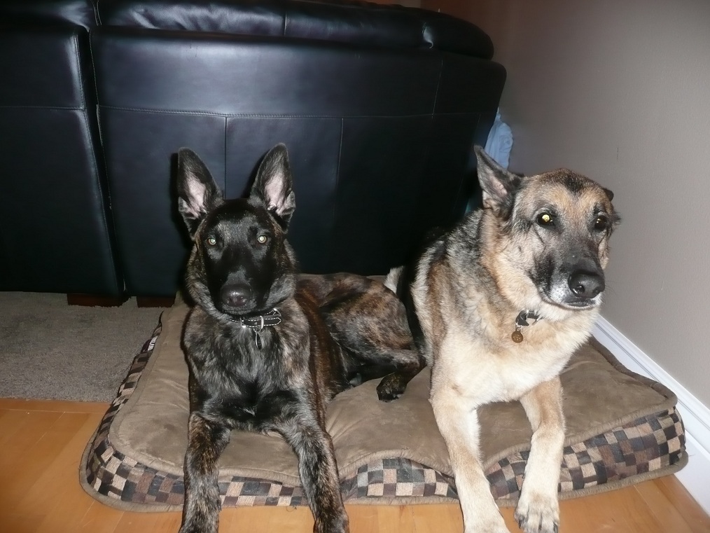 I forced them to both go onto the same "blanket" Vader is fine with it, but Jake hates the sloseness