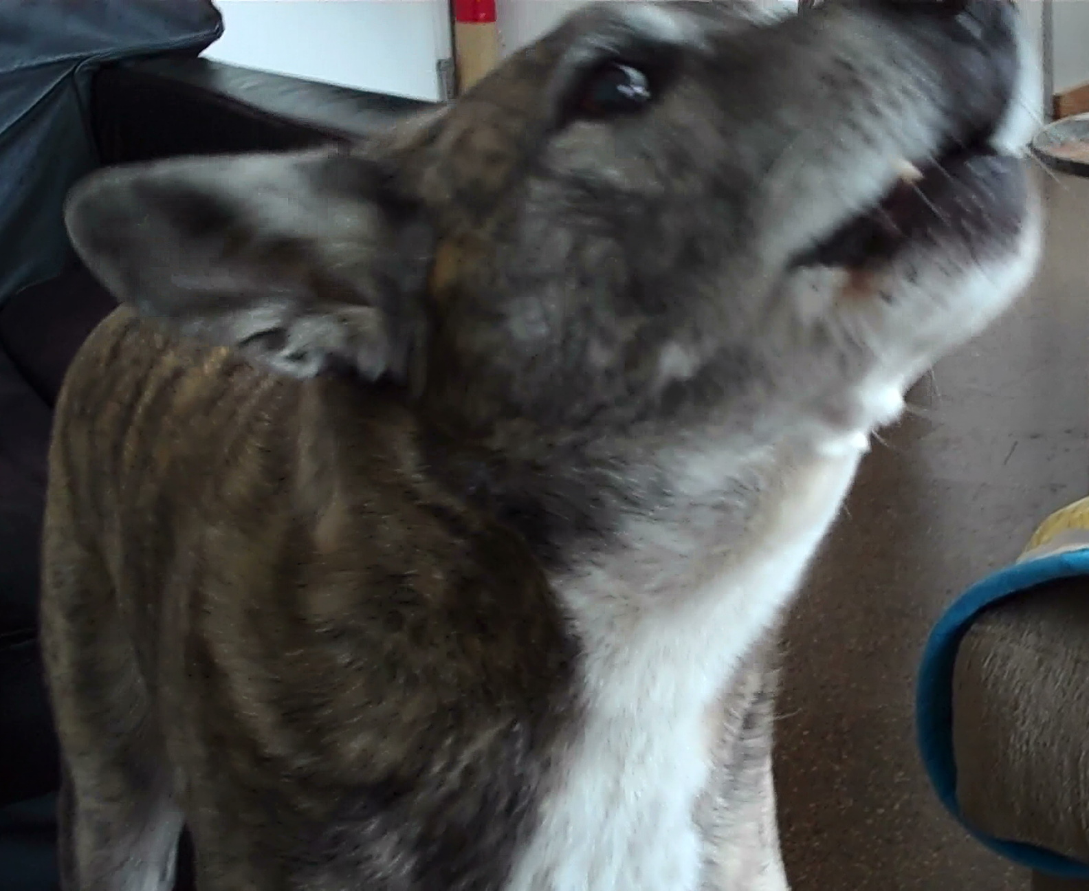 Are you making me howl.JPG