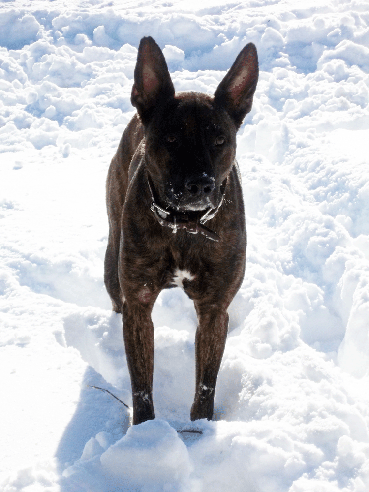 snow1.gif