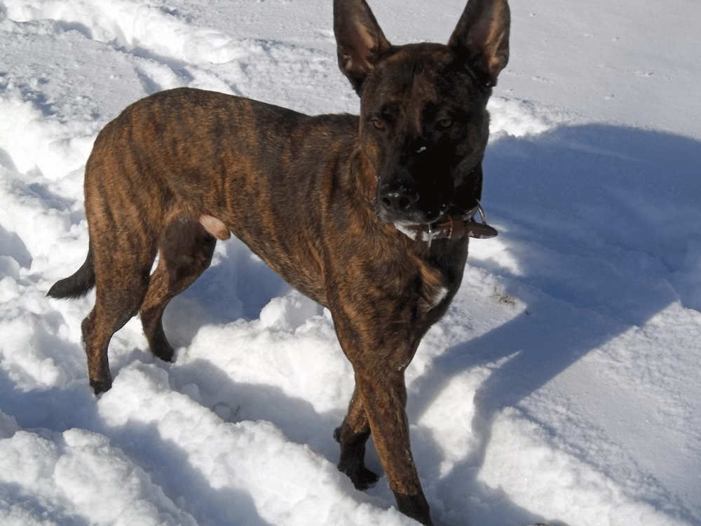 snow3.gif
