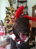 Baylin at Christmas